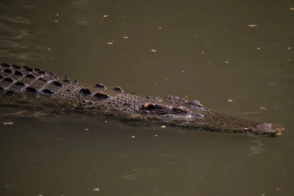 Alligator Nageant Dans Une Rivière Indonésie — Photo