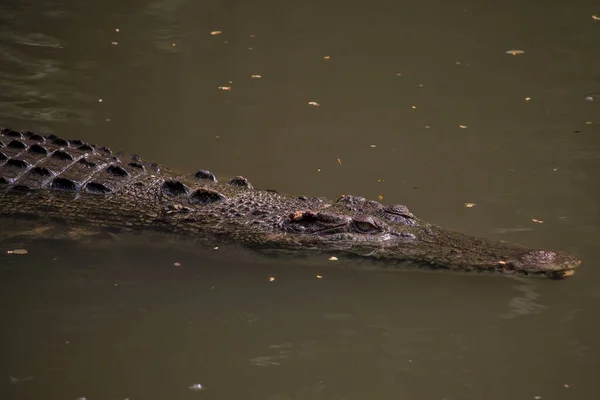 Alligator Schwimmt Einem Fluss Indonesien — Stockfoto