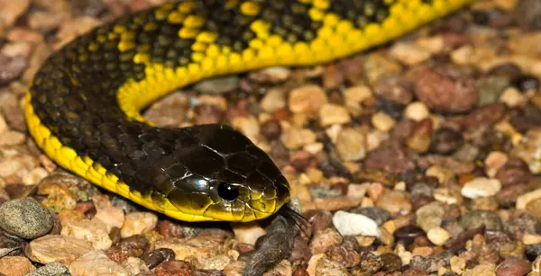 Western Tiger Snake Notechis Scutatus Occidentalis Western Australia Australia — Stock fotografie