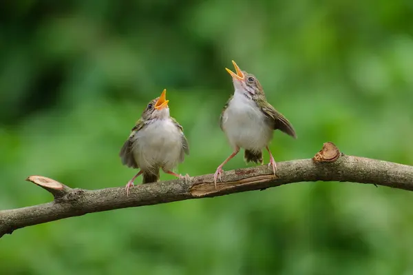 Две Полосатые Птицы Сидящие Ветке Бантен Индонезия — стоковое фото