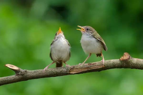 Two Bar Winged Prinia Birds Perched Branch Banten Indonesia — Stock Photo, Image