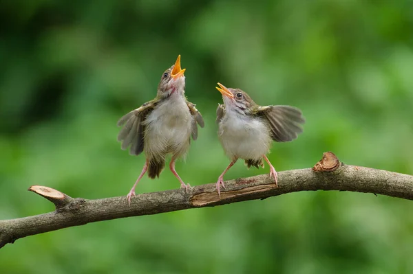 Two Bar Winged Prinia Birds Perched Branch Banten Indonesia — Stock Photo, Image