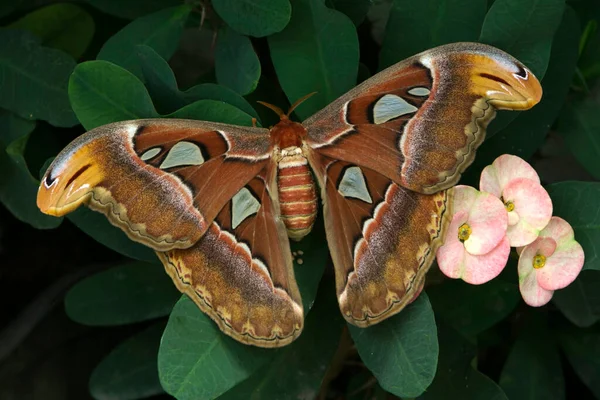 Vue Aérienne Papillon Nuit Indonésie — Photo