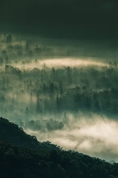 美国北卡罗来纳州高山森林上空的晨雾 — 图库照片