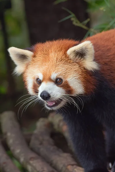 Primo Piano Panda Rosso Cina — Foto Stock