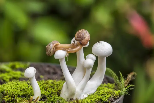 Twee Slakken Champignons Indonesië — Stockfoto