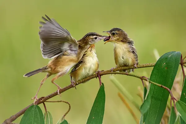 Female Zitting Cisticola Bird Feeding Her Chicks Indonesia — Stock Photo, Image