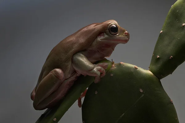 Australian Green Tree Frog Cacto Indonésia — Fotografia de Stock