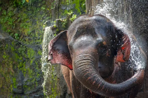 Elefanten Spritzen Wasser Tangkahan Sumatra Indonesien — Stockfoto