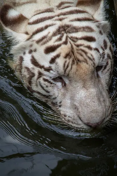 Close Tigre Nadando Rio Indonésia — Fotografia de Stock