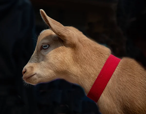 Close Portrait Goat Straw Hat — Stock Photo, Image