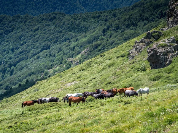 불가리아의 지대에 — 스톡 사진