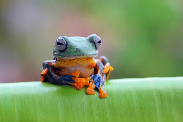 インドネシアの葉の上にジャワの木のカエル — ストック写真