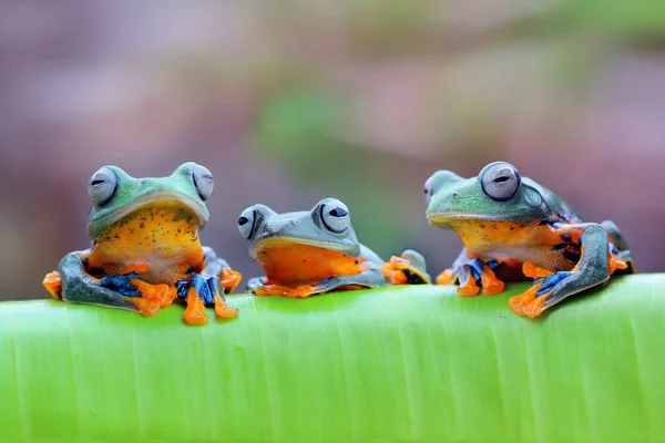 Three Javan Tree Frogs Leaf Indonesia — Stock Photo, Image