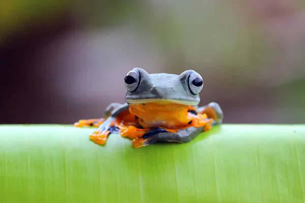 Javan Tree Frog Leaf Indonesia — Stock Photo, Image