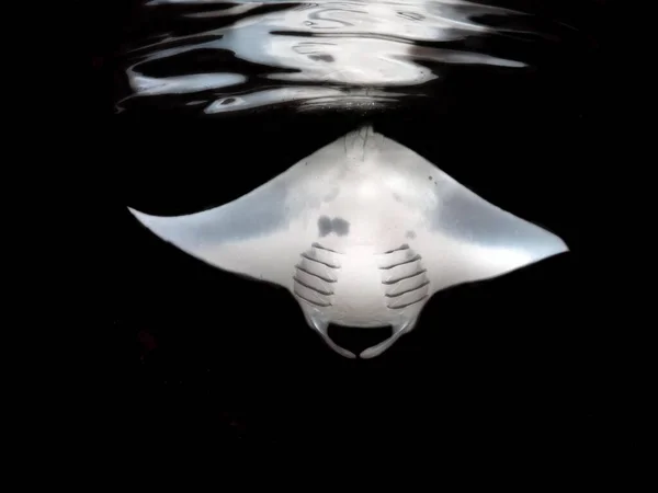 Onderwatere Shot Van Een Manta Straal Oceaan Malediven — Stockfoto