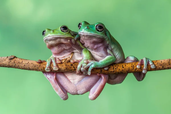 Dos Ranas Árbol Una Rama Indonesia — Foto de Stock