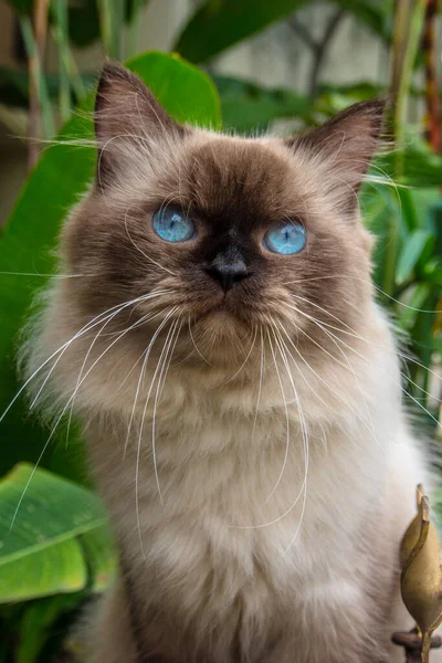 Porträt Einer Himalaya Katze Indonesien — Stockfoto