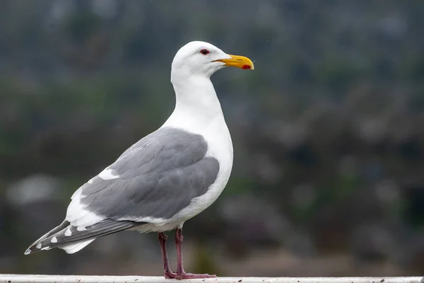 Portrait Une Mouette Canada — Photo