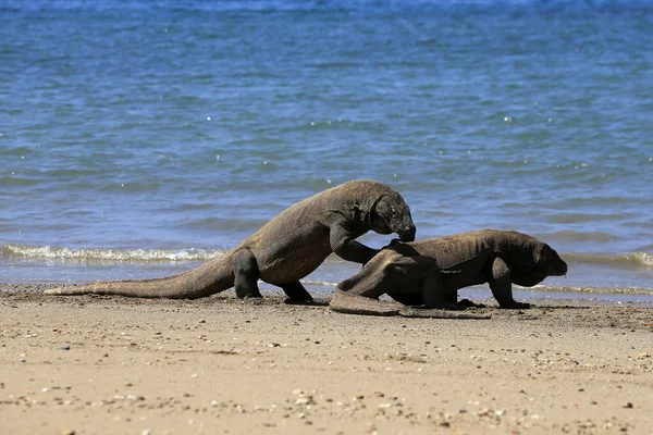 Dos Dragones Komodo Playa Isla Komodo East Nusa Tenggara Indonesia — Foto de Stock