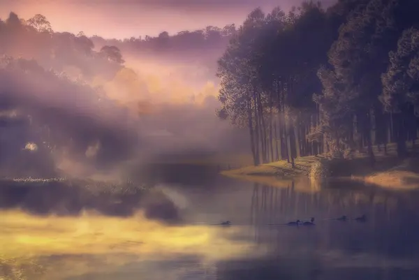 Anatre Che Nuotano Lago Nella Foresta Nella Nebbia Mattutina Italia — Foto Stock