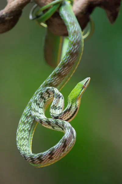 Primer Plano Una Serpiente Vid Asiática Una Rama Indonesia —  Fotos de Stock