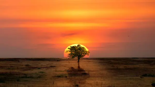 Одинокое Дерево Пустыне Подсвеченное Закатом — стоковое фото