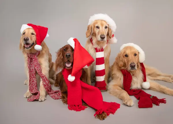 Golden Retriever Und Irish Setter Hunde Weihnachtsmützen Und Schals — Stockfoto