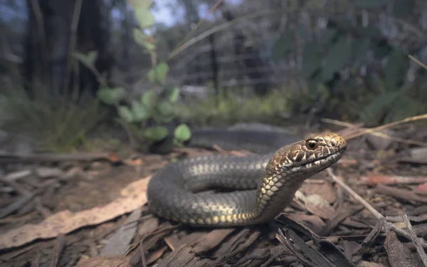 Close Uma Cobra Cabeça Cobre Das Terras Altas Austrelaps Ramsayi — Fotografia de Stock