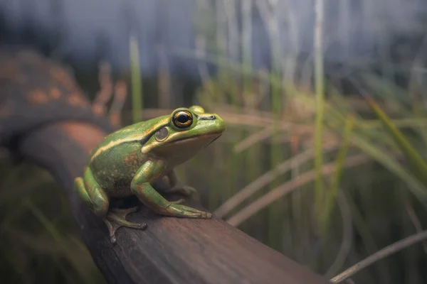 Grön Och Gyllene Klockgroda Litoria Aurea Bränd Xanthorré Livsmiljö Australien — Stockfoto