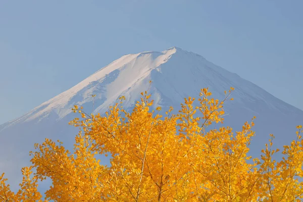 Árvore Bordo Frente Monte Fuji Yamanashi Honshu Japão — Fotografia de Stock