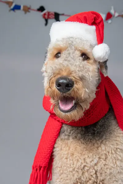 Милий Маленький Собака Різдвяному Вбранні Вид Зблизька — стокове фото