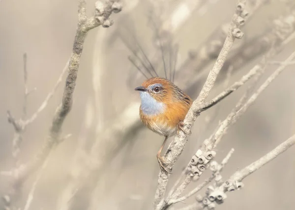 Lindo Pajarito Sentado Rama Árbol Sobre Fondo Natural Borroso — Foto de Stock