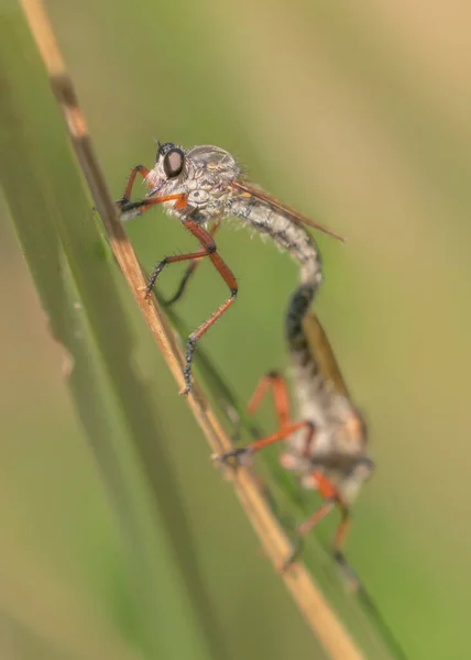 Close Van Een Libelle Een Groen Blad — Stockfoto