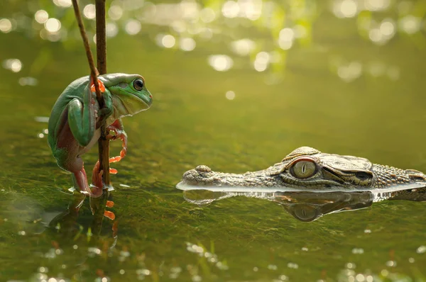 Krokodyl Rzece Patrząc Żabę Gałęzi Indonezja — Zdjęcie stockowe