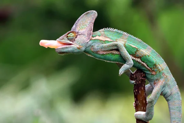 Roztomilý Malý Chameleon Sedí Větvi Stromu Zblízka — Stock fotografie