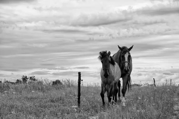 Dwa Konie Stojące Polu Polska — Zdjęcie stockowe