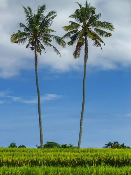 Frodigt Grönt Risfält Med Palmer Och Blå Molnig Himmel Mandalika — Stockfoto