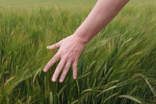 Woman Hand Brushing Her Hand Wheat Field France — Stock Photo, Image