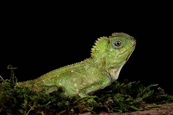 Porträtt Boyd Forest Dragon Indonesien — Stockfoto