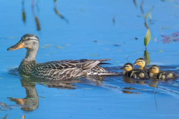 Stockente Schwimmt Mit Ihren Küken Einem Fluss Kanada — Stockfoto