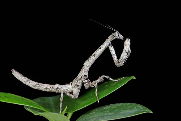 Close Twig Mantis Popa Spurca Leaf Indonesia — 스톡 사진