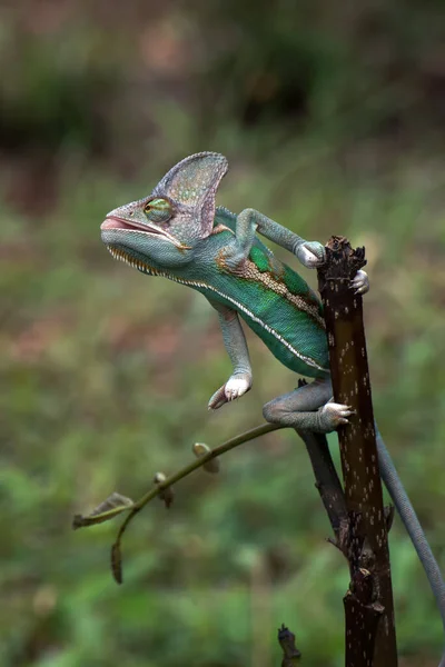 Kameleon Zasłonięty Gałęzi Gotowej Schwytania Ofiary Indonezja — Zdjęcie stockowe