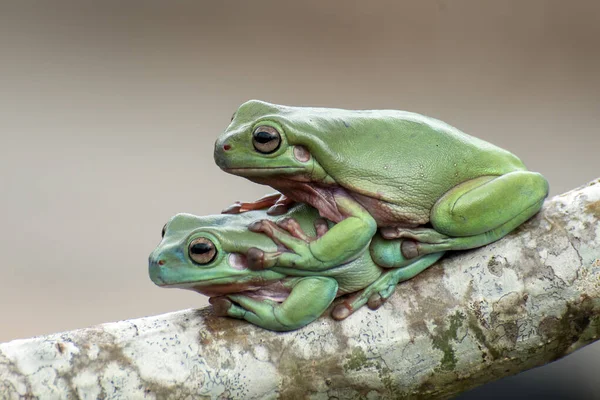 Två Australiska Gröna Trädgrodor Gren Indonesien — Stockfoto