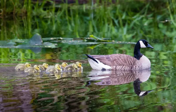 Canada Goose Swimming River Her Goslings Canada — Stock Photo, Image