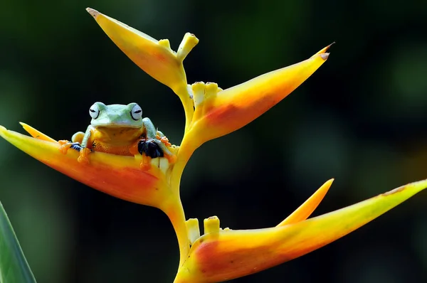 Latająca Żaba Kwiatku Indonezja — Zdjęcie stockowe