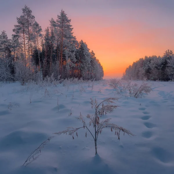 Mañana Invierno Helada Borde Del Bosque Pinos — Foto de Stock