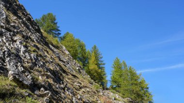 Rocky arazisinde parlak mavi gökyüzüne karşı canlı yeşil ağaçlar var. Doğanın ahengi ve manzaranın çarpıcı renklerini gösteriyor.