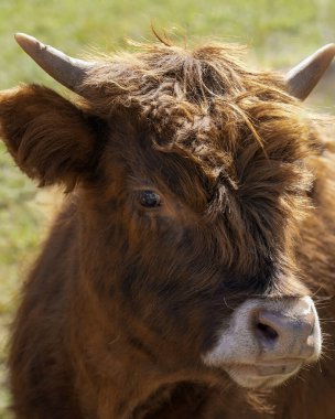 Kalın tüylü ve çarpık boynuzlu İskoç ineği otlak bir alanda duruyor, kendine özgü görünümünü ve kırsal çevresini vurguluyor, geleneksel çiftlik hayatını ve doğayı simgeliyor..