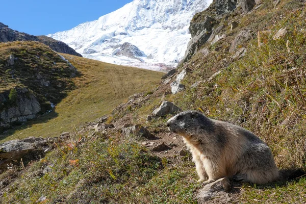 Dağlık dağ sıçanı otlar ve kayalarla çevrili bir dağ yamacında oturur. Arka planda karlı tepeler doğal dağlık yaşam ortamını betimler.